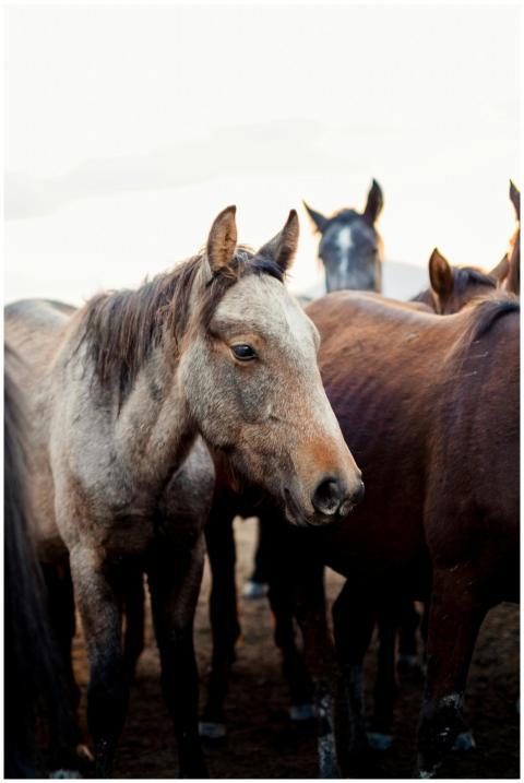Close-up of a herd of wild horses in Hürmetci, Kay