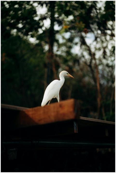 A white egret perched on a roof, surrounded by lus