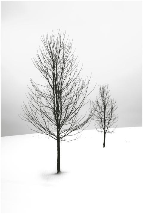 Serene winter scene featuring two bare trees in a