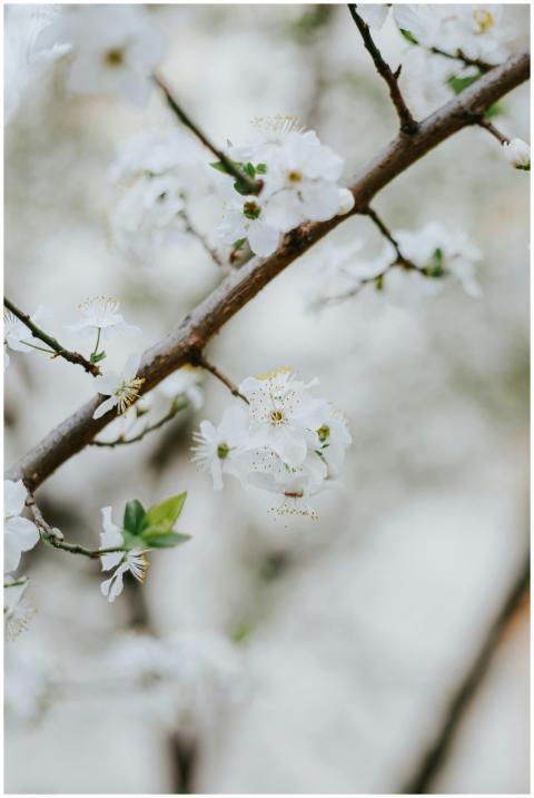 Close-up of vibrant cherry blossoms on a branch ca