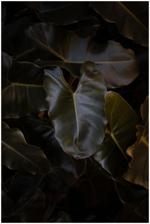 Captivating close-up of dark Philodendron leaves c