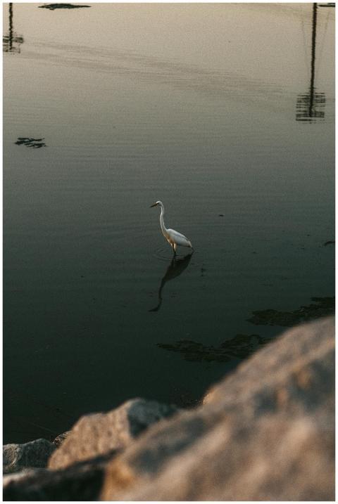 A graceful egret standing in calm waters at dusk,