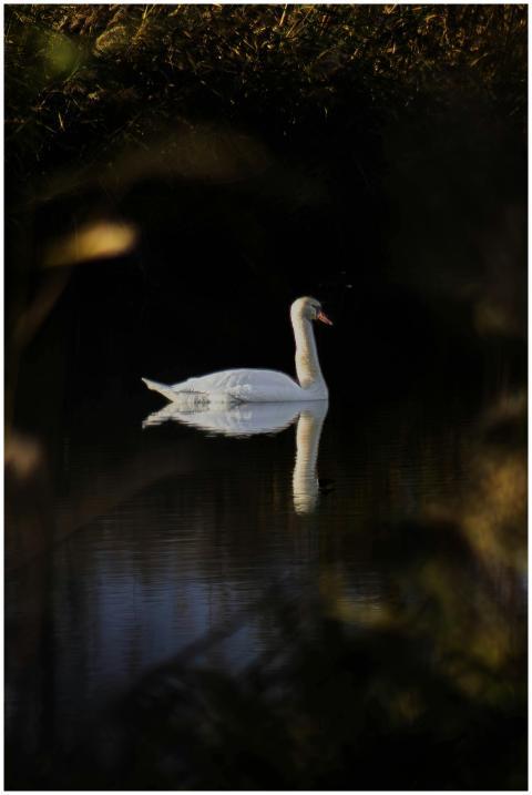 A serene swan reflecting on calm water surrounded