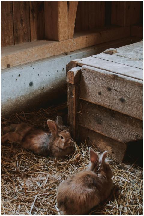 Two fluffy rabbits relaxing on straw in a rustic w
