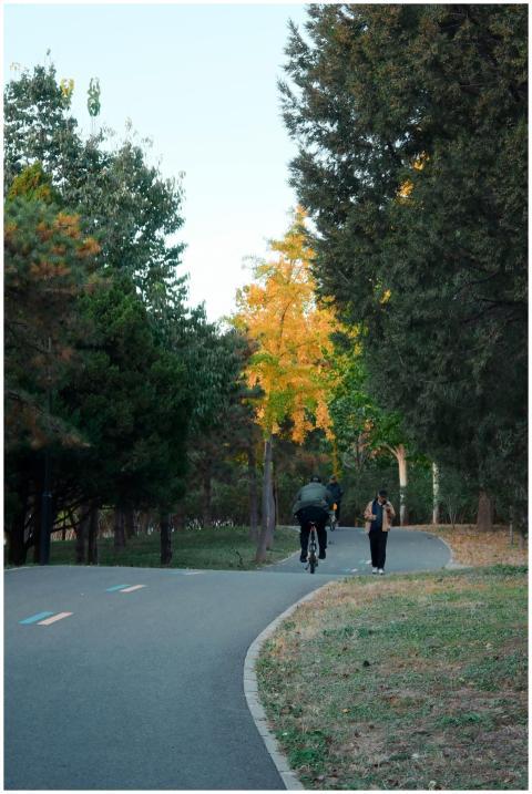 A cyclist rides through a peaceful park path surro