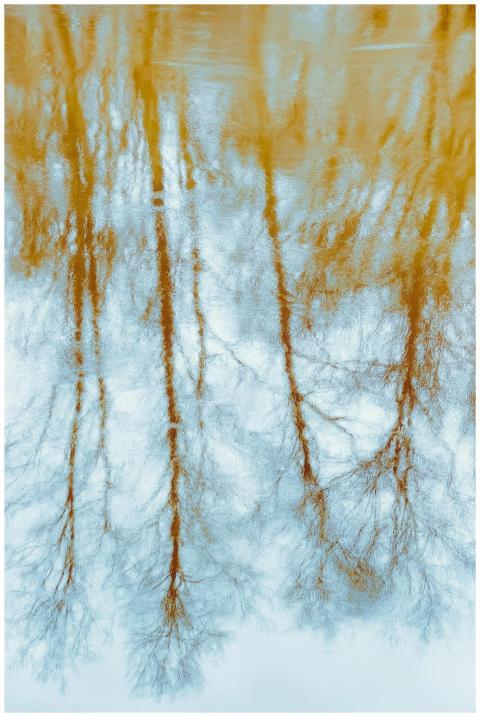 Tree reflections create an abstract, artistic scen