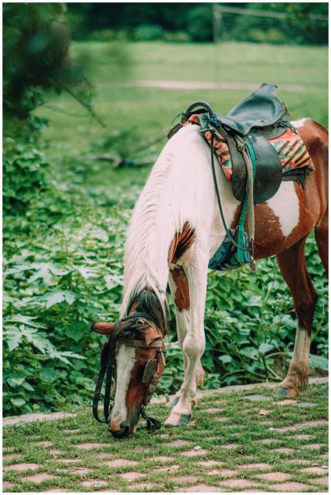 A brown and white horse with a saddle grazes on gr