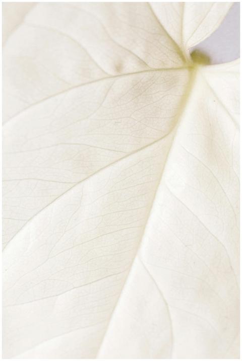 Detailed macro shot of a white leaf's texture, per
