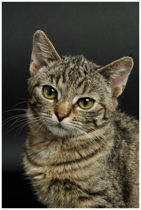 Charming close-up of a young tabby cat with striki