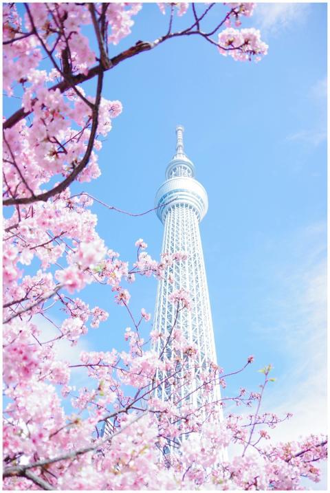 A scenic view of cherry blossoms framing the Tokyo