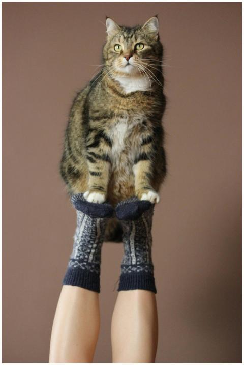 A tabby cat perched on woolen sock-covered feet ag