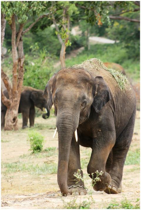 A powerful Asian elephant walking in a lush wildli