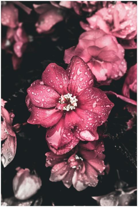 Beautiful pink Begonia flowers with dewdrops, show