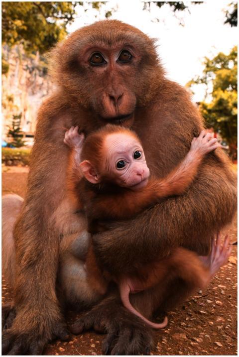 Heartwarming image of a mother monkey holding its