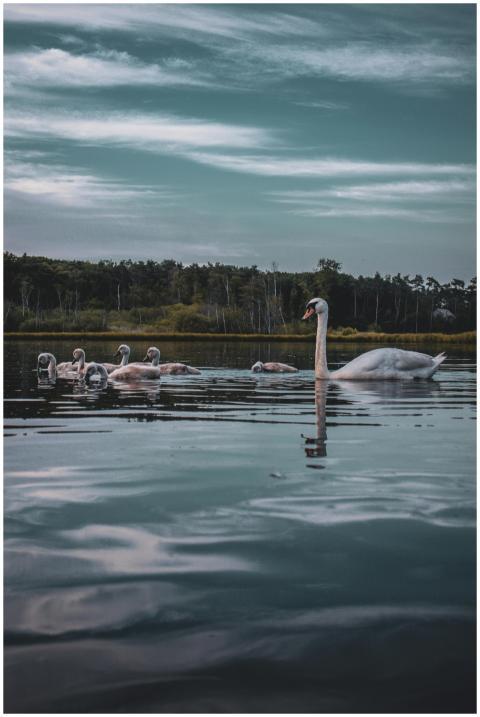 A graceful group of swans swims elegantly on a pea