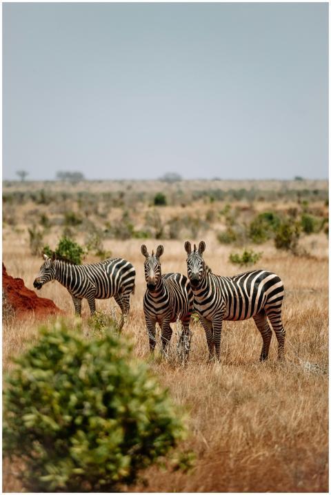 Three zebras grazing in the wild African savannah,