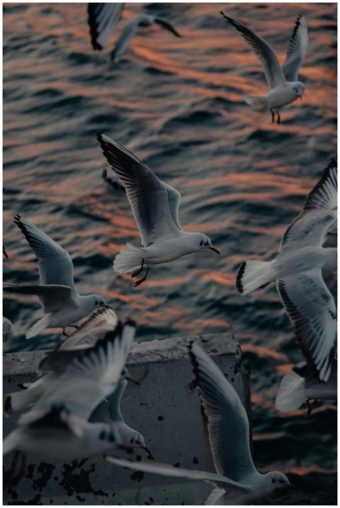 Captivating view of seagulls gliding over the Bosp