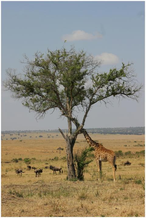 A giraffe feeds on a tree in the African savanna,