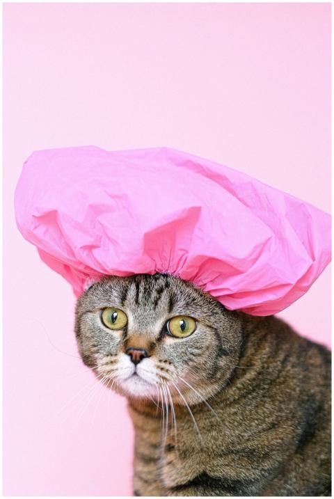 Adorable Scottish Fold cat wearing a pink shower c