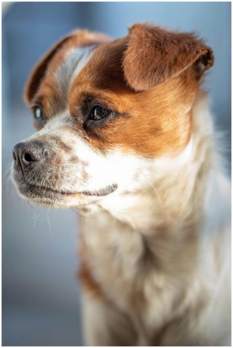 Detailed close-up of a Jack Russell Terrier lookin