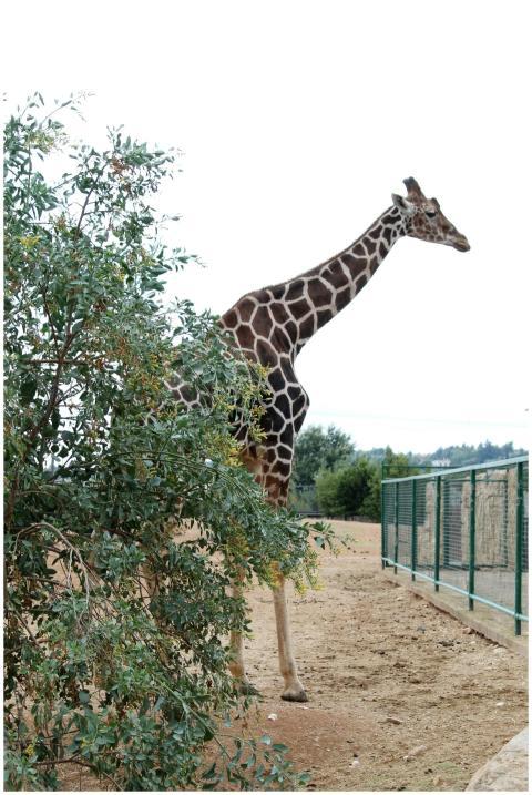 A tall giraffe stands gracefully near a bush in a