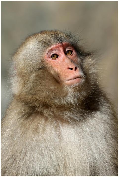 A detailed close-up of a Japanese macaque showcasi
