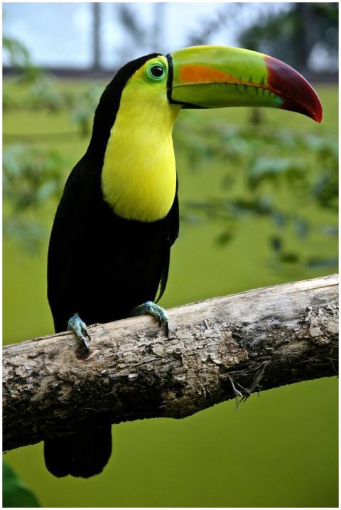 Colorful keel-billed toucan perched on a branch in