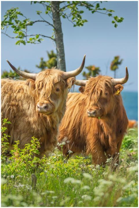 Two Highland cattle with long horns and shaggy coa