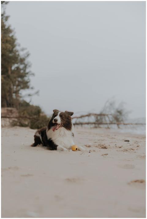 Border Collie lying on a sandy beach in an outdoor