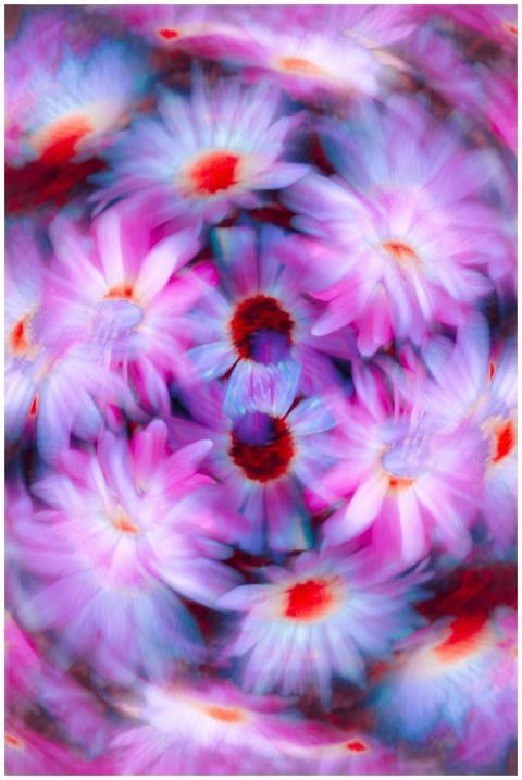 Colorful and blurred kaleidoscope of pink flowers