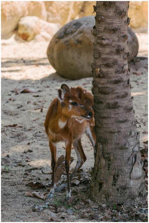A young deer stands beside a tree in an outdoor en