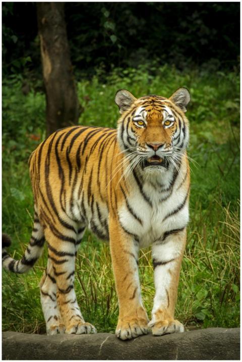 A majestic tiger stands alert in a lush green fore