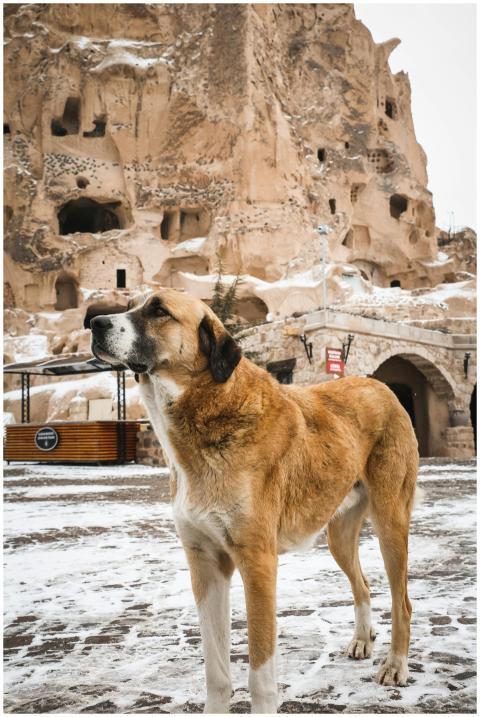 A Kangal dog standing in the snow near geological