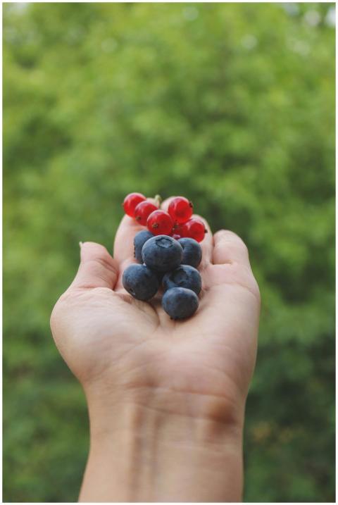 Close-up of a hand holding fresh blueberries and r