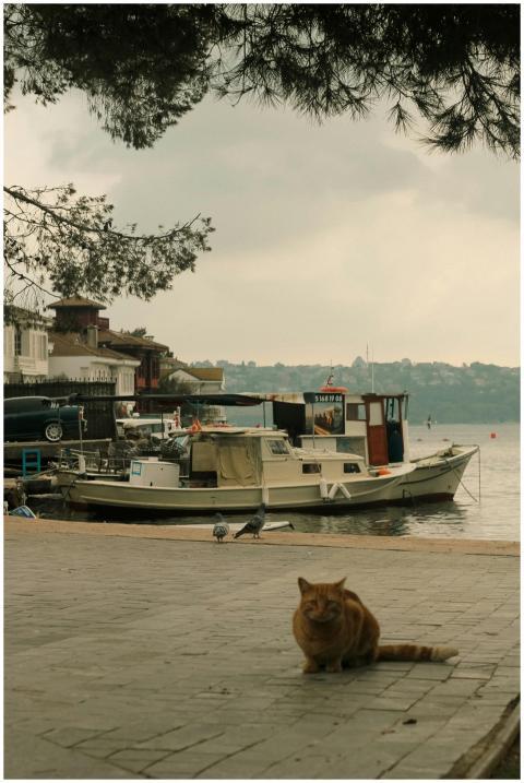 Charming waterfront scene with a ginger cat on a d