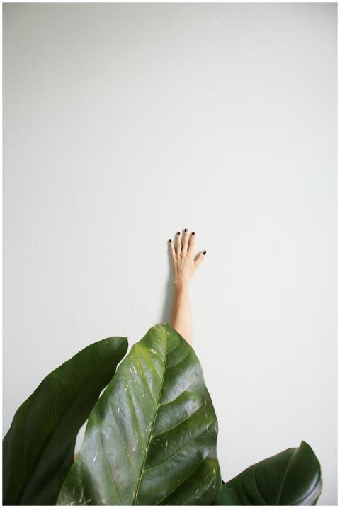 A hand reaching out from behind green leaves on a
