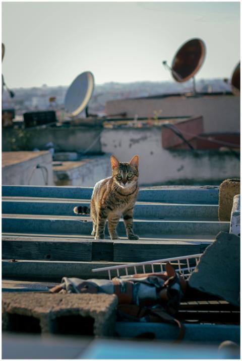 A shot of a stray cat standing on a rooftop in Cas
