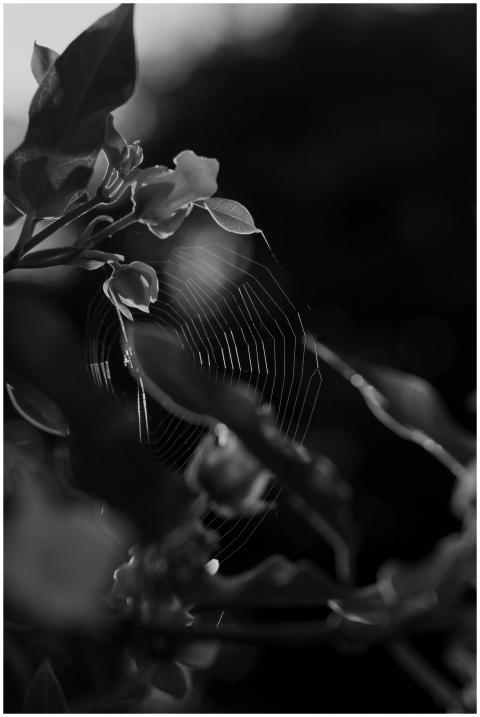 Detailed close-up of a spider web among plant leav
