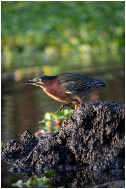Green heron perching on rock in lush wetland, capt