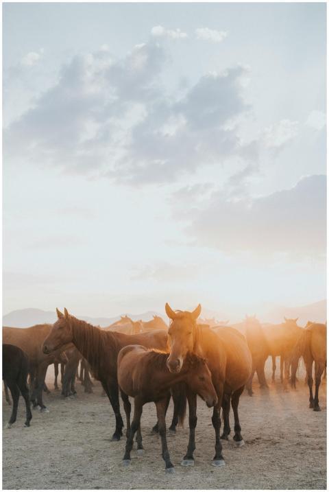 A tranquil herd of horses gathers during a scenic