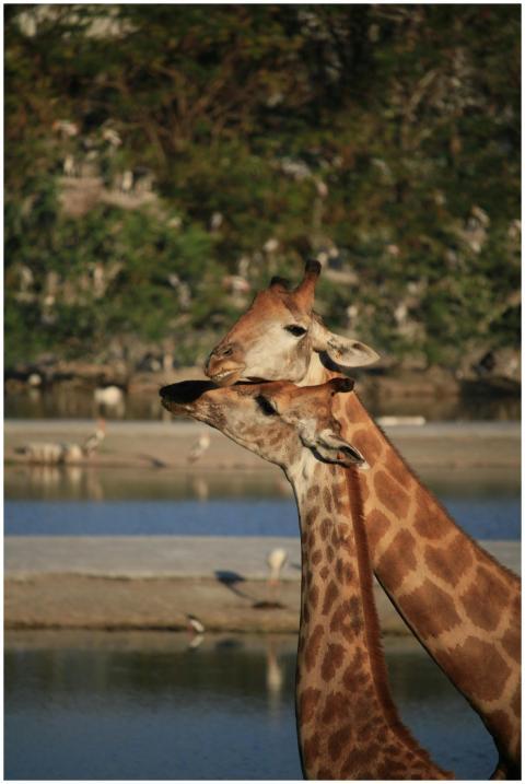 Close-up of two giraffes near a water body in the