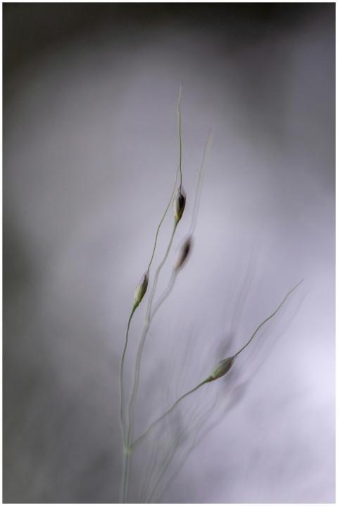 Close-up of delicate grass sprouts with a soft, bl