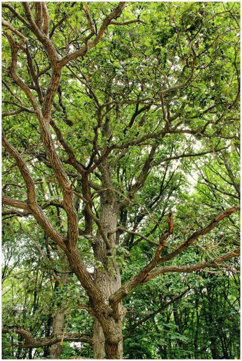 Explore the intricate branches and lush green leav