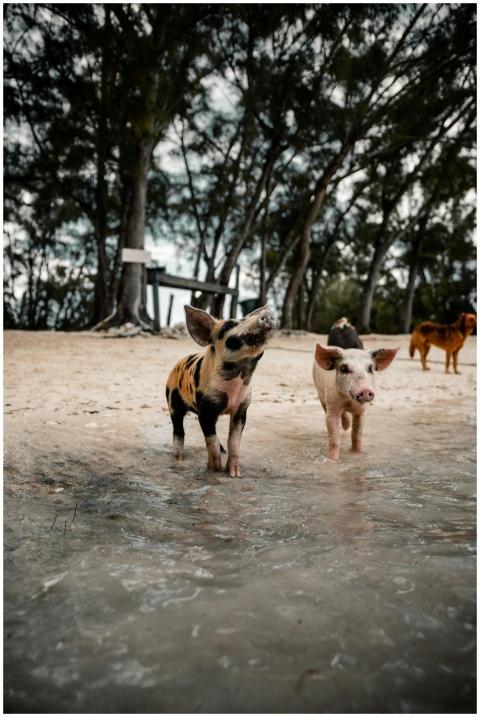 Cute small pigs walking on sandy beach near pond a