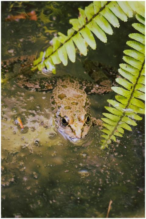 Frog submerged in a pond with green ferns, capturi