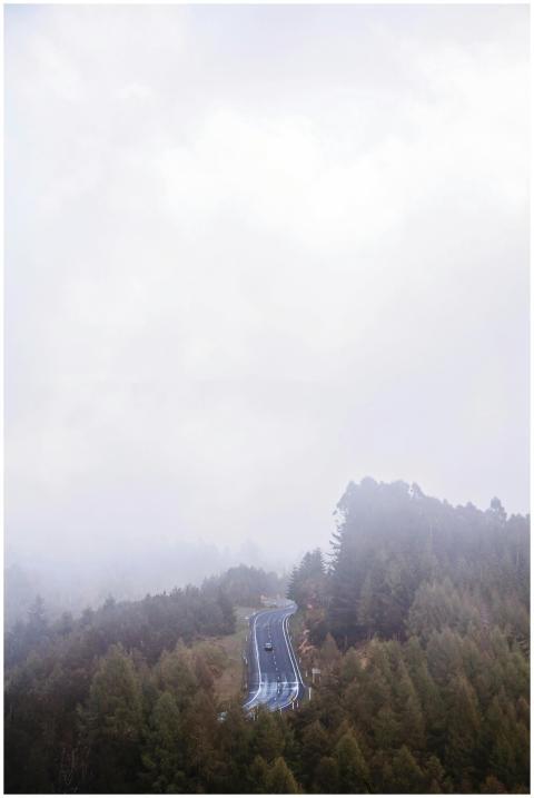 A winding road through a foggy forest in New Zeala