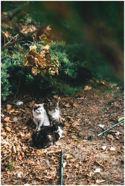 A trio of cats lounging on fallen leaves in a sere