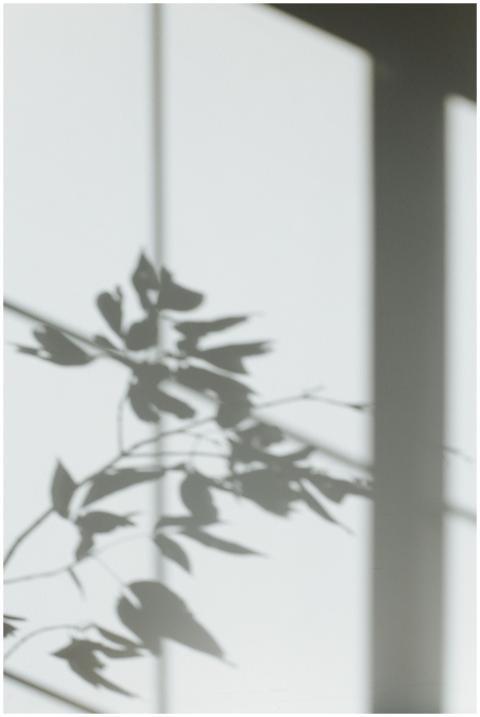 Abstract shadow of leaves on a white wall, creatin
