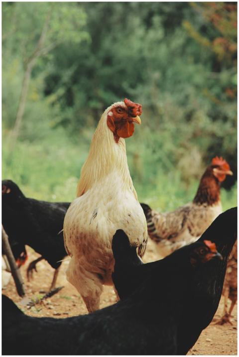 A vivid close-up of roosters and hens roaming free