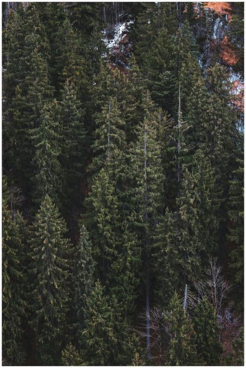 Aerial view of dense evergreen forest in Germany,